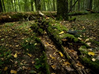 Puszcza