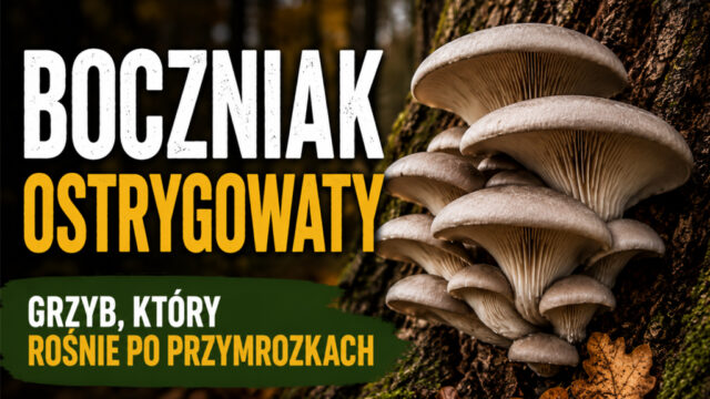 Fotografia boczniaków z napisem: Boczniak ostrygowaty. Grzyb, który rośnie po przymrozkach.