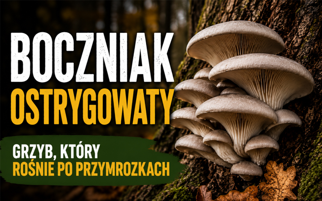 Fotografia boczniaków z napisem: Boczniak ostrygowaty. Grzyb, który rośnie po przymrozkach.