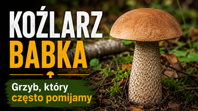 Fotografia koźlarza i napis: Koźlarz babka. Grzyb, który często pomijamy.