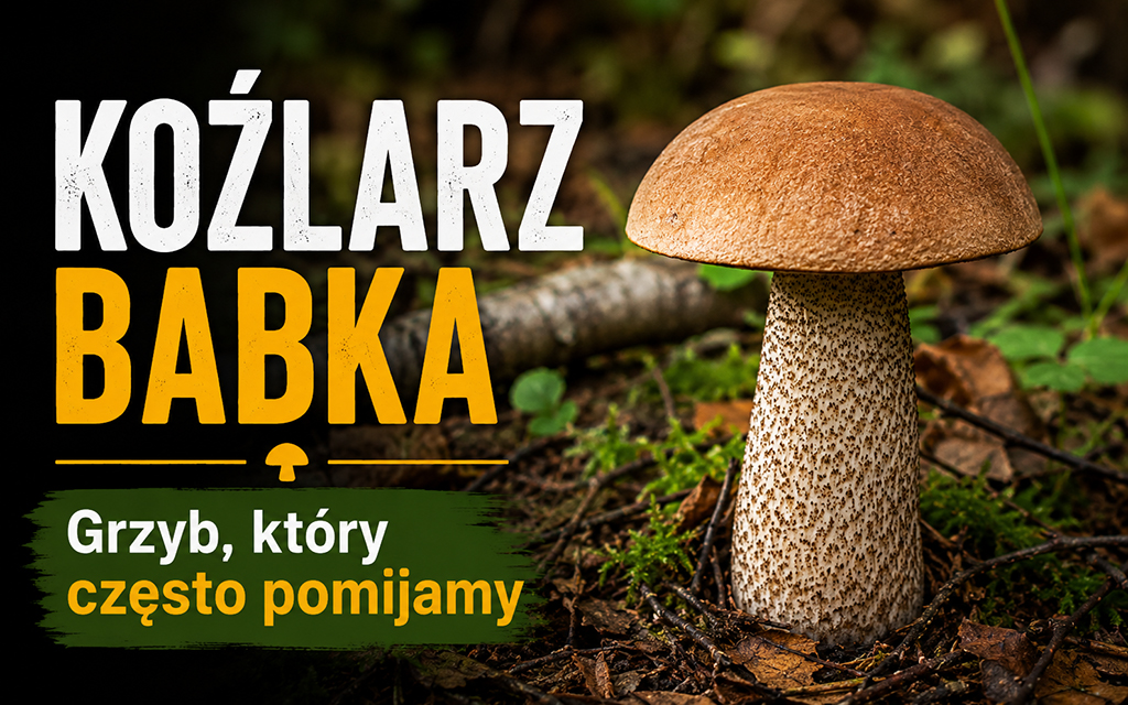 Fotografia koźlarza i napis: Koźlarz babka. Grzyb, który często pomijamy.